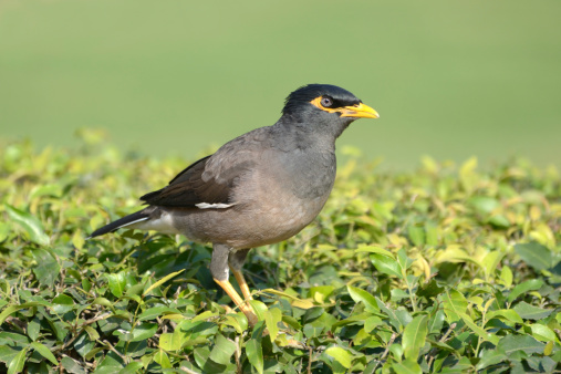 Common myna (Acridotheres tristis) sitting on trimmed hedge. Delhi, India.