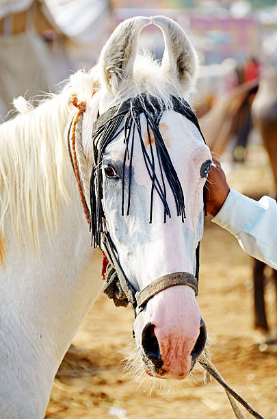 marwari лошадь - camel fair стоковые фото и изображения