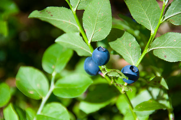 Blueberry