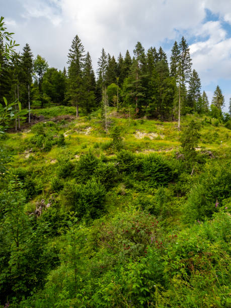 istock Alpine landscape with meadows and clouds 1583495675