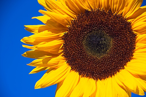 Sunflower on beautify sunny day with a Blue Sky Background