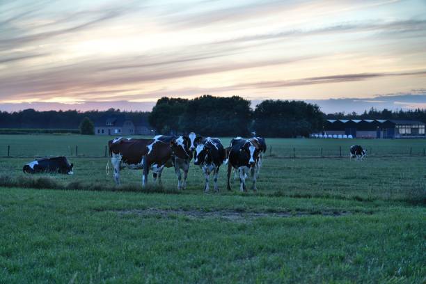 Cows pose in the meadow on a summer evening sunset typical Dutch landscape