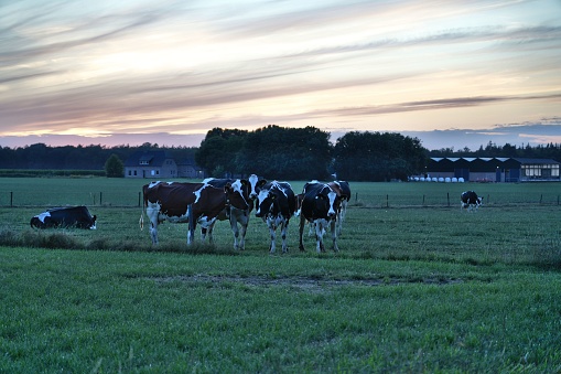 Dairy cattle pose in the meadow on a summer evening, in the background a farm and a sunset sky. Typical Dutch landscape and Holstein Friesian cows.