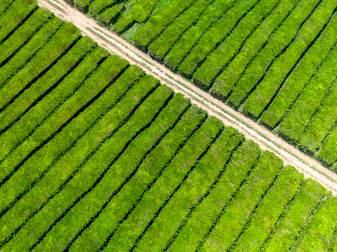 tea plantation, Camellia sinensis. Aerial view.