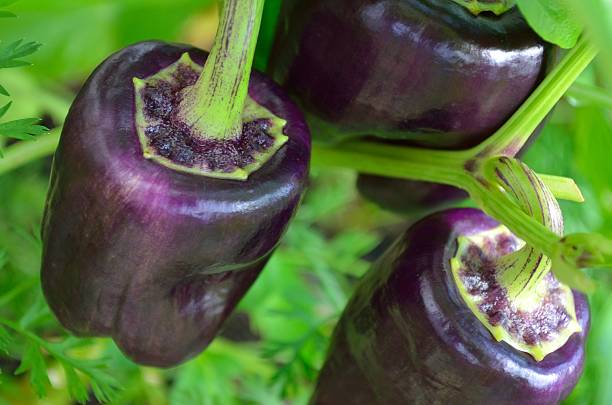 purple bell peppers stock photo