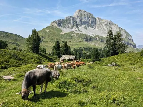Cows on the alp in front of the Fronalpstock massif near the Murgsee. mountain farmers. High quality photo.  Cow on Field
