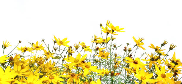 istock Flowers Coreopsis verticillata isolated on white background. 1583543195