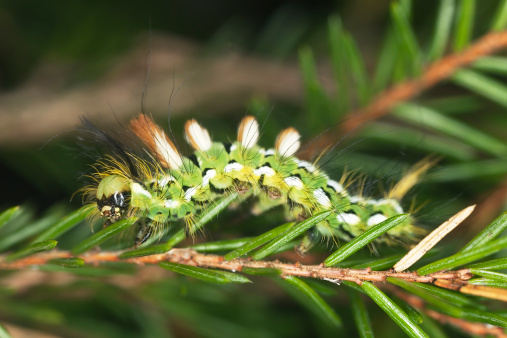 Calliteara abietis moth larva feeding on fir, macro photo