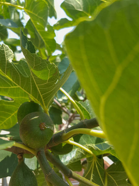 istock Fig fruit branch stuffed with unripe fruit 1583553754