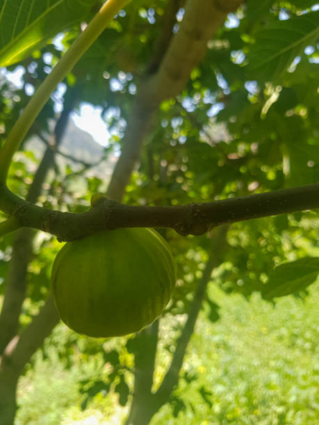 istock A Fig in its Natural Habitat 1583554113