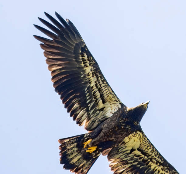 istock Birding and Hiking 1583561384