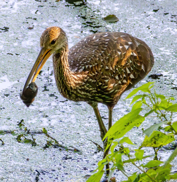 istock Birding and Hiking 1583561389