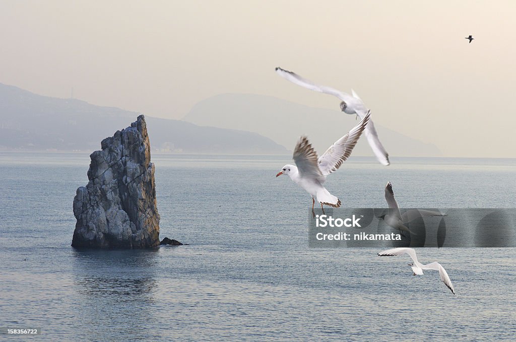 Mountains, Sea and Seagulls Seagulls flying in the sky over the sea and mountains at dawn. Black Sea. Crimea, Ukraine Animals In The Wild Stock Photo