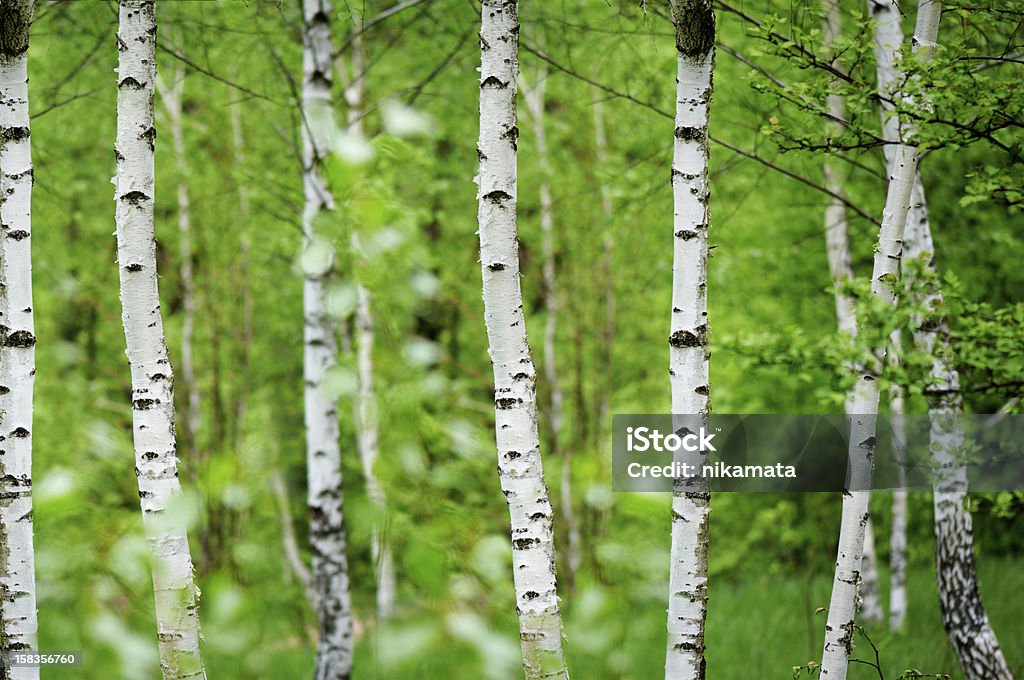 Birchwood - Lizenzfrei Ländliches Motiv Stock-Foto