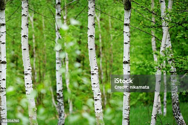 Birchwood Stockfoto und mehr Bilder von Ländliches Motiv - Ländliches Motiv, Ast - Pflanzenbestandteil, Baum