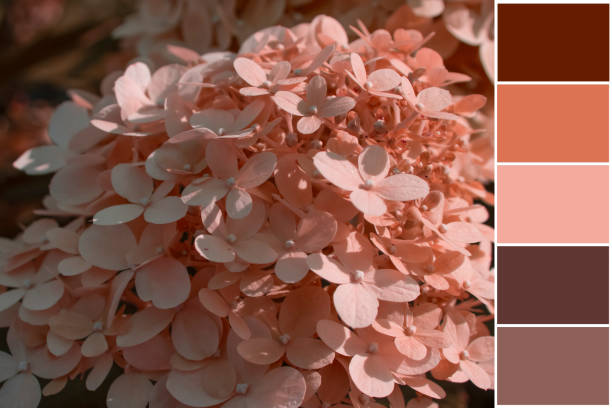 istock Hydrangea flower, color palette swatch 1583570223