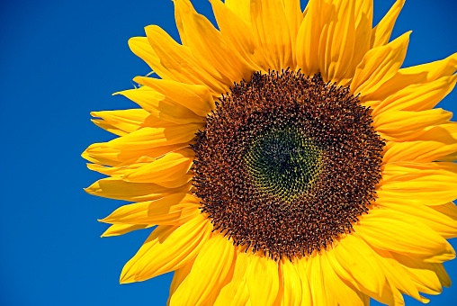 Sunflower on beautify sunny day with a Blue Sky Background