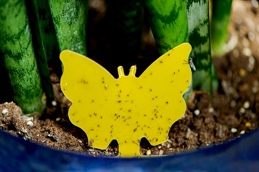 Yellow sticky trap in the dirt of potted snake plants. Many flying pests are attracted to the color yellow and the trap is effective at catching houseflies, fungus gnats, fruit flies and other small flying insects in the home.