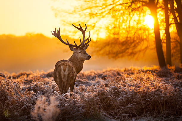 Red deer Red deer in morning sun richmond park stock pictures, royalty-free photos & images