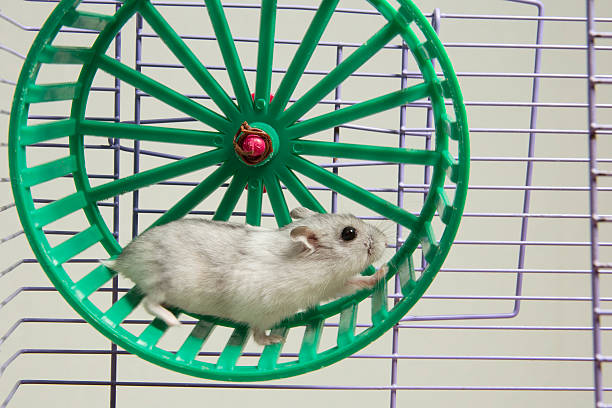 istock hamster running in the wheel 158357911