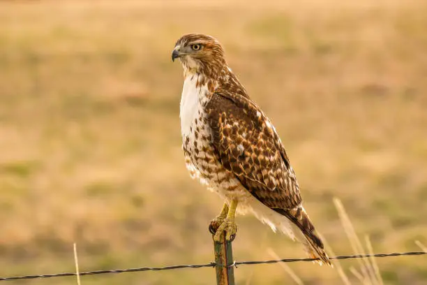 A close-up front-side view of a Broad-winged Hawk perching on top of a wire-fence post on a sunny Spring evening. Bear Creek Lake Park, Colorado, USA.
