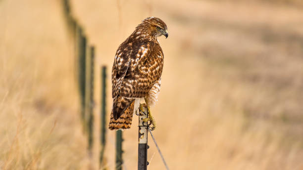 Perching Hawk - A Broad-winged Hawk perching on top of a wire-fence and scanning the meadow below on a sunny Spring evening. Bear Creek Lake Park, Colorado, USA.