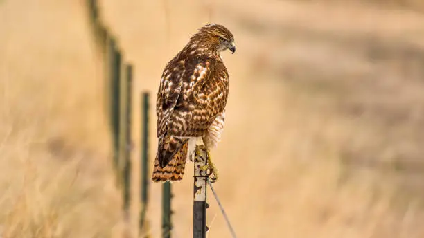 A Broad-winged Hawk perching on top of a wire-fence and scanning the meadow below on a sunny Spring evening. Bear Creek Lake Park, Colorado, USA.