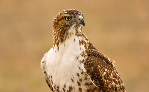 istock Broad-winged Hawk - A front-side telephoto shot of a Broad-winged Hawk perching at a hilltop on a sunny Spring evening. Bear Creek Lake Park, Colorado, USA. 1583580830