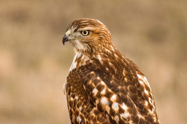 Broad-winged Hawk - A back-side telephoto shot of a Broad-winged Hawk perching at a hilltop on a sunny Spring evening. Bear Creek Lake Park, Colorado, USA.