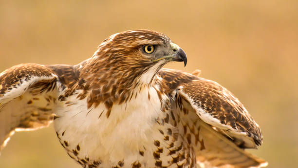 istock Ready to Fly - A close-up front view of a Broad-winged Hawk getting ready to fly. Bear Creek Lake Park, Colorado, USA. 1583580832