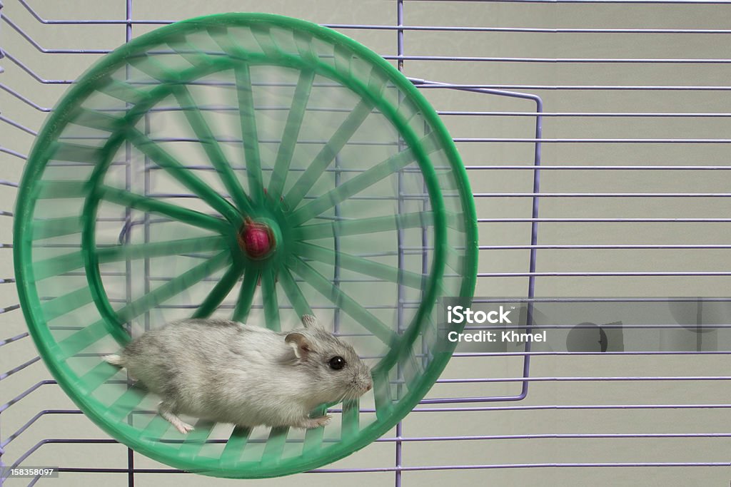 hamster running in the wheel hamster running in the wheel. Hamster Stock Photo