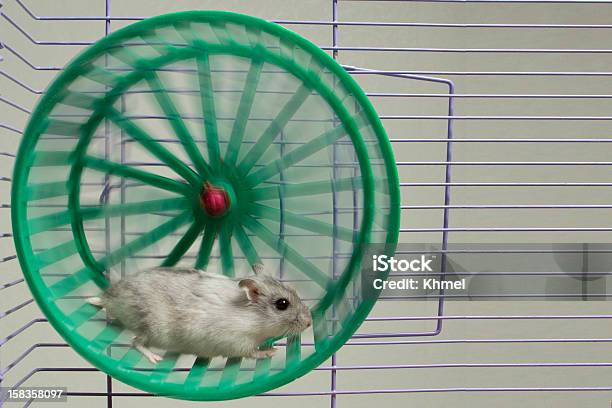 Hamster Running In The Wheel Stock Photo - Download Image Now - Hamster, Wheel, Running