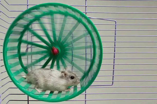hamster running in the wheel.