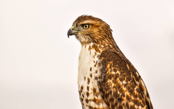 Closeup of Broad-winged Hawk - A closeup side view of a perching Broad-winged Hawk, against bright white Spring evening sky. Bear Creek Lake Park, Colorado, USA.