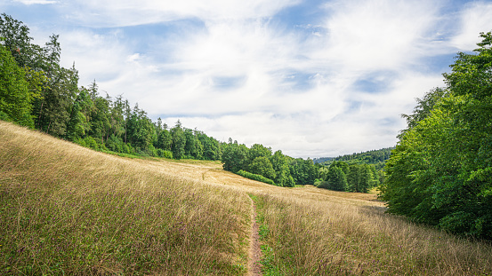 Path through a wildflower meadow in the beautiful Moosalb Valley in the Northern Black Forest