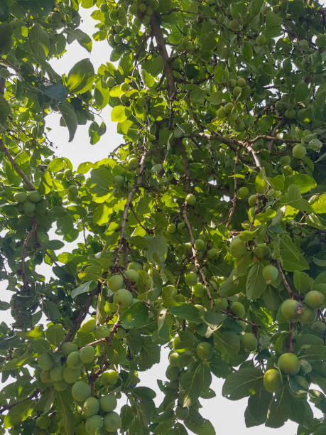 An abundance of plums on plum branches