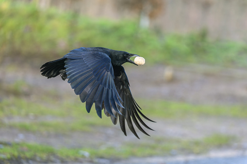 Flying carrion crow (Corvus corone) with a bun in its beak.