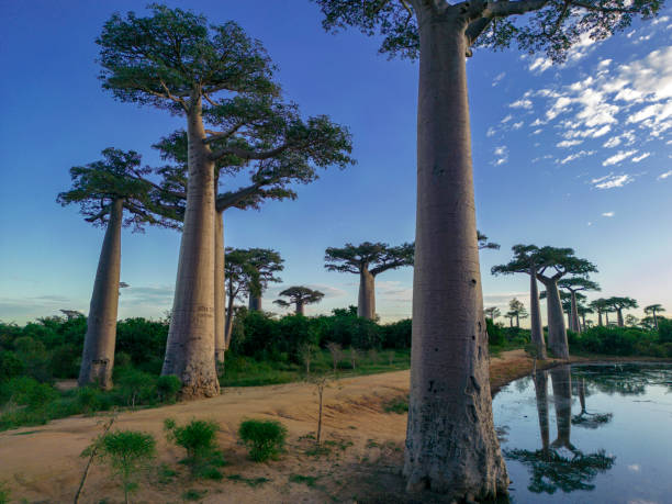 istock Baobabs forest, Baobab alley - Madagascar 1583590952