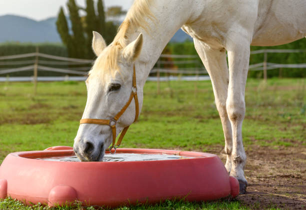 istock Close up horse drinking water. 1583592577