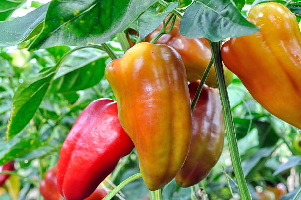 istock close-up of ripening peppers 158359340
