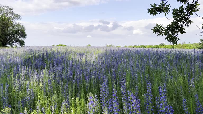 View to beautiful plantation of blooming purple flowers. Beautiful colorful floral background. Calm nature scene at summer day. Concept of tranquility and relax. Close up Slow motion