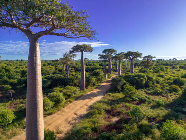 istock Baobabs forest, Baobab alley, Madagascar 1583602089
