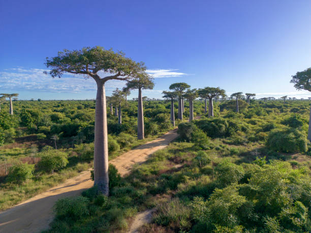 istock Baobabs forest, Baobab alley, Madagascar 1583602677