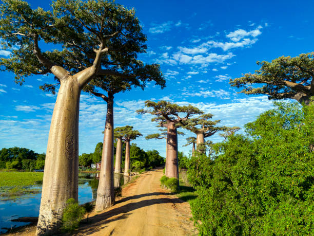 istock Baobabs forest, Baobab alley, Madagascar 1583608018