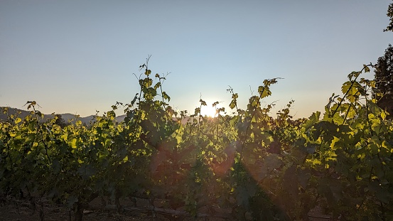 Orange sun setting through grape leaves at a vineyard