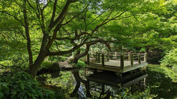 istock Tranquil Japanese Garden Pond 1583609111