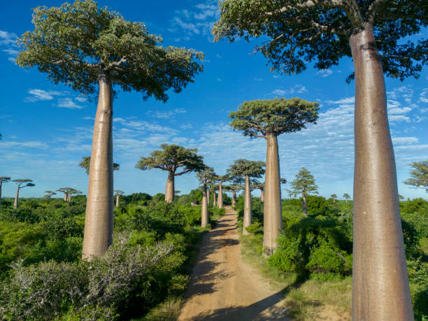 istock Baobabs forest, Baobab alley, Madagascar 1583609696