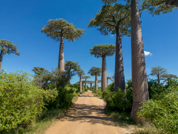 istock Baobabs forest, Baobab alley, Madagascar 1583609888