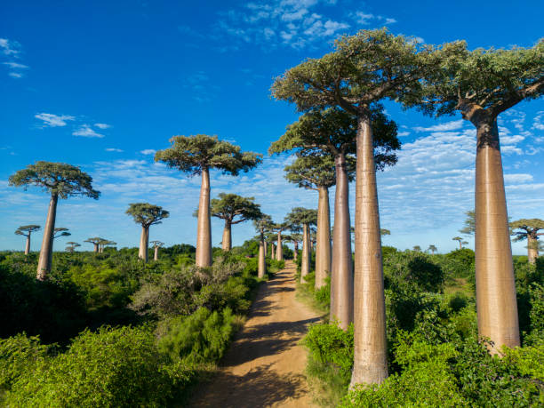 Baobabs forest, Baobab alley, Madagascar