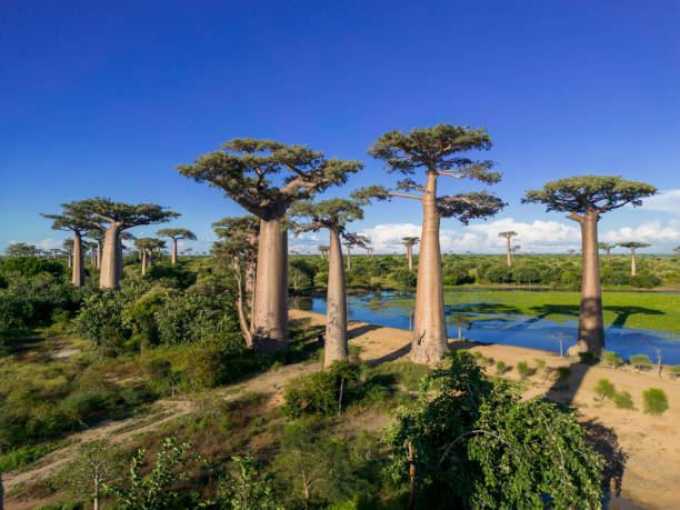 istock Baobabs forest, Baobab alley, Madagascar 1583619077
